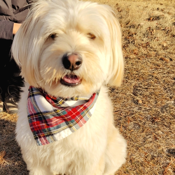 Meet your Posher, Grace - Picture 1 of 1